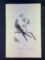 Audubon First Edition Octavo Plate No. 53 Swallow-tailed Fly Catcher