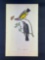 Audubon First Edition Octavo Plate No. 54 Arkansaw Flycatcher