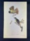Audubon First Edition Octavo Plate No. 57 Great Crested Flycatcher