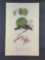 Audubon First Edition Octavo Plate No. 61 Short-legged Pewit Flycatcher