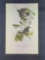 Audubon First Edition Octavo Plate No 62 Small Green-crested Flycatcher
