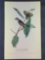 Audubon First Edition Octavo Plate No. 66 Least Pewee Flycatcher