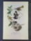 Audubon First Edition Octavo Plate No. 68 American Redstart