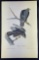 Audubon 1st Ed. Octavo Pl. 8 Harlan's Buzzard