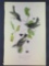 Audubon First Edition Octavo Plate No 78 Black-Poll Wood-Warbler