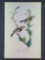 Audubon First Edition Octavo Plate No 81 Chestnut-sided Wood-Warbler