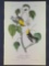 Audubon First Edition Octavo Plate No 83 Hemlock Warbler