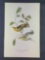 Audubon First Edition Octavo Plate No 85 Cape May Wood-Warbler