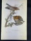 John James Audubon, Pl. 9 Red-shouldered Buzzard