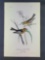 Audubon First Edition Octavo Plate No 87 Blackburnian Wood-Warbler