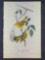 Audubon First Edition Octavo Plate No 88 Yellow poll Wood-Warbler