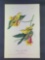 Audubon First Edition Octavo Plate No 89 Rathbone's Wood-Warbler