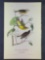 Audubon First Edition Octavo Plate No 90 Yellow Red-poll Wood-Warbler
