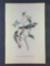 Audubon First Edition Octavo Plate No 94 Black-throated Grey Wood-Warbler
