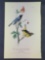 Audubon First Edition Octavo Plate No 95 Black-throated Blue Wood Warbler