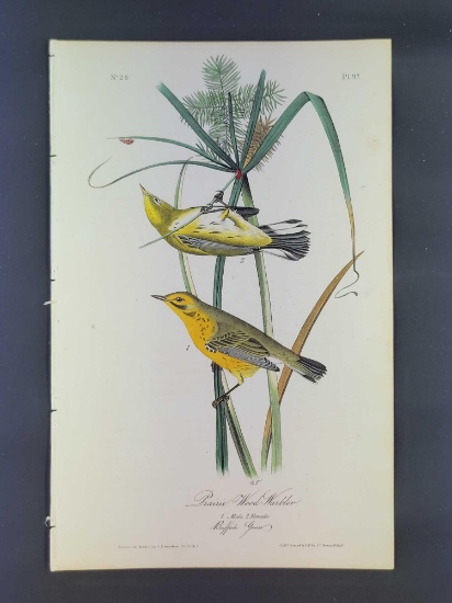 Audubon First Edition Octavo Plate No 97 Prairie Wood-Warbler