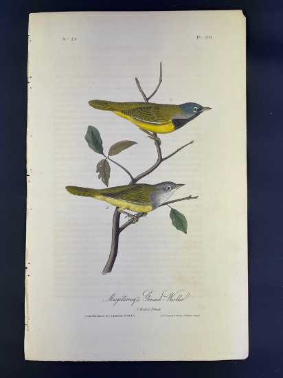 Audubon First Edition Octavo print Plate No. 100 Macgillivray's Ground-Warbler