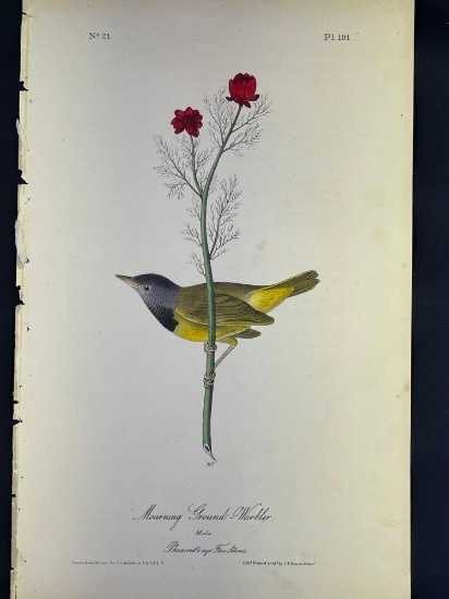 Audubon First Edition Octavo print Plate No. 101 Mourning Ground Warbler