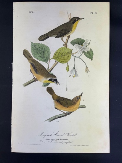 Audubon First Edition Octavo print Plate No. 102 Maryland Ground-Warbler