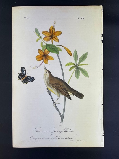 Audubon First Edition Octavo print Plate No. 104 Swainson's Swamp Warbler