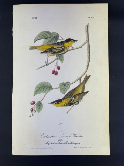 Audubon First Edition Octavo print Plate No. 109 Worm-eating Swamp Warbler Carbonated Swamp-Warbler
