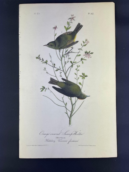 Audubon First Edition Octavo print Plate No. 112 Orange-crowned Swamp Warbler