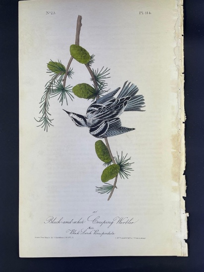 Audubon First Edition Octavo print Plate No. 114 Black-and-white Creeping Warbler