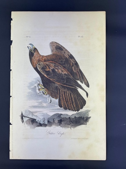 Audubon 1st Ed. Octavo Pl. 12 Golden Eagle