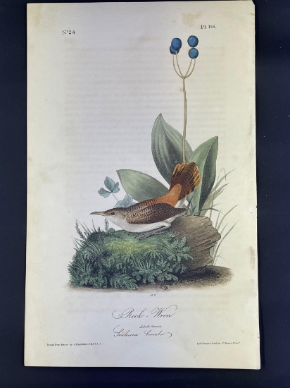 Audubon First Edition Octavo print Plate No. 116 Rock-Wren