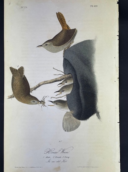 Audubon First Edition Octavo print Plate No. 120 House Wren