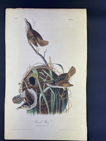 Audubon First Edition Octavo print Plate No. 123 Marsh Wren