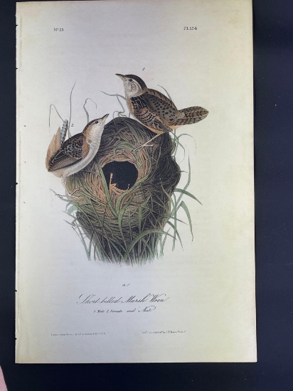 Audubon First Edition Octavo print Plate No. 124 Short-billed Marsh Wren