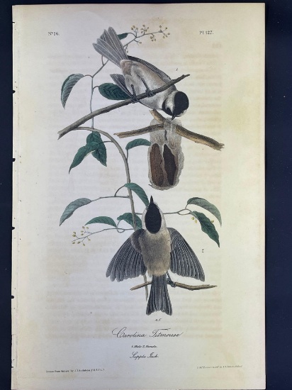 Audubon First Edition Octavo print Plate No. 127 Carolina Titmouse