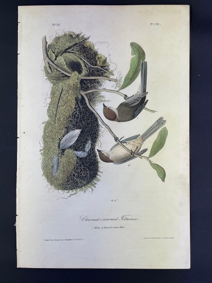Audubon First Edition Octavo print Plate No. 130 Chestnut-Crowned Titmouse
