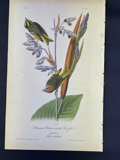 Audubon First Edition Octavo print Plate No. 132 American Golden-Crested Kinglet