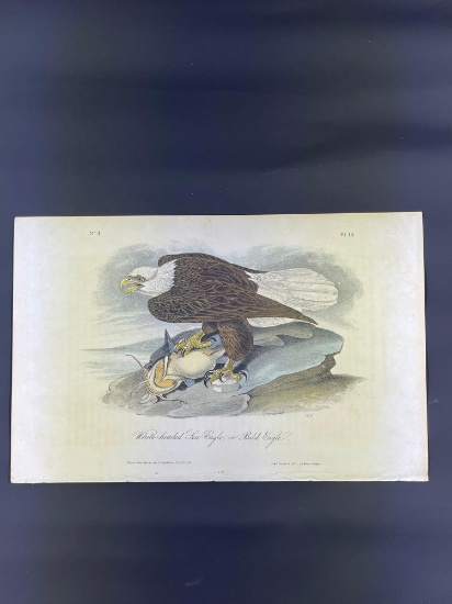 John James Audubon, Pl.14 White-headed Sea Eagle, or Bald Eagle