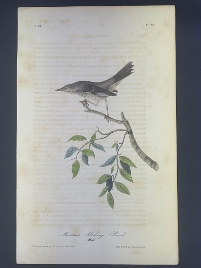 Audubon First Edition Octavo print Plate No. 139 Mountain Mocking Bird