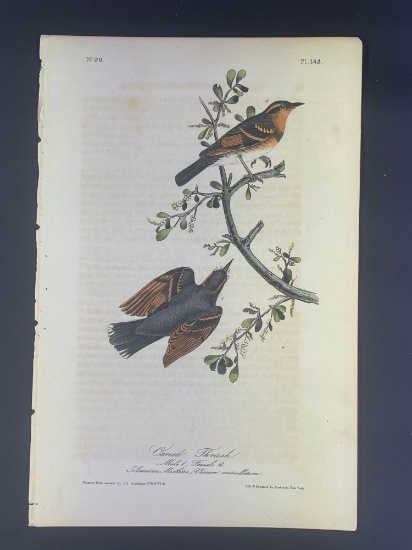 Audubon First Edition Octavo print Plate No. 143 Varied Thrush