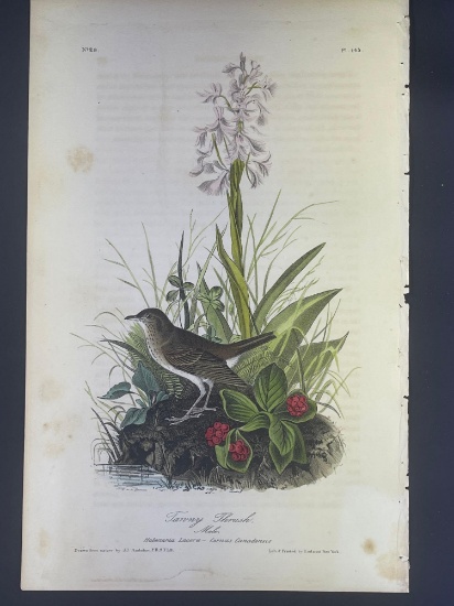 Audubon First Edition Octavo print Plate No. 145 Tawny Thrush