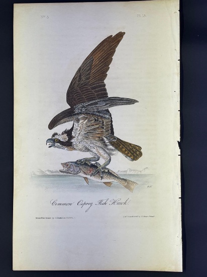 Audubon 1st Ed. Octavo Pl. 15 Common Osprey, Fish Hawk