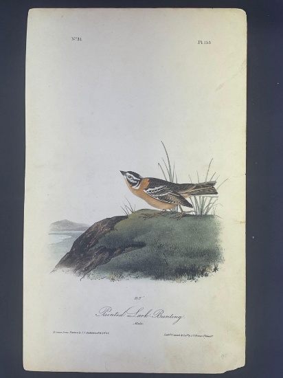 Audubon First Edition Octavo print Plate No. 153 Painted Lark-Bunting