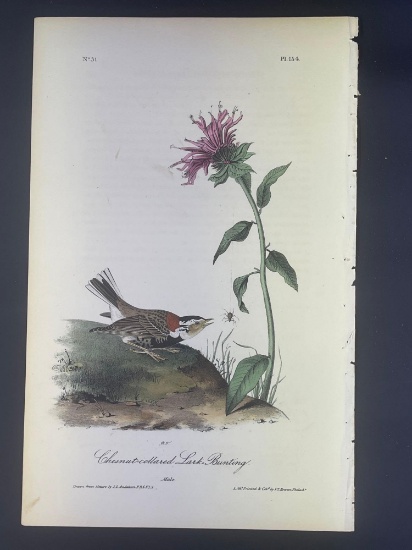 Audubon First Edition Octavo Print Plate No. 154 Chestnut-collared Lark-Bunting