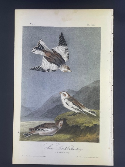 Audubon First Edition Octavo Print Plate No. 155 Snow Lark-Bunting