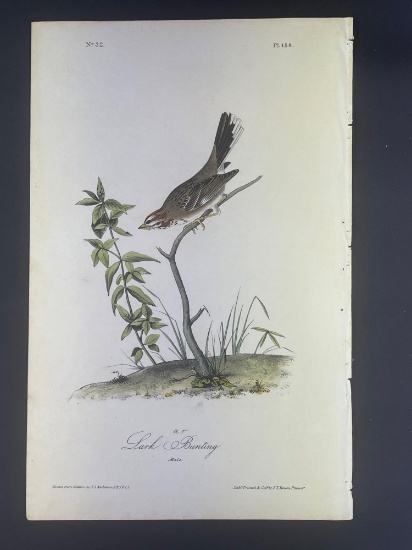 Audubon First Edition Octavo Print Plate No. 158 Lark Bunting
