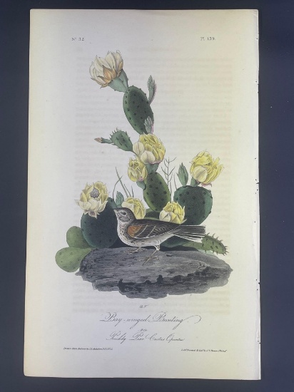 Audubon First Edition Octavo Print Plate No. 159 Bay-winged Bunting