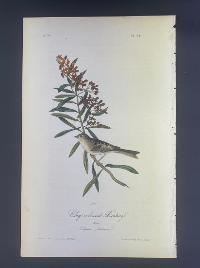 Audubon First Edition Octavo Print Plate No. 161 Clay-coloured Bunting
