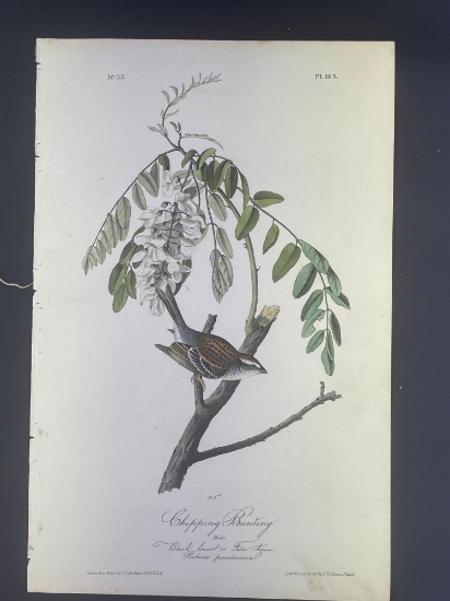 Audubon First Edition Octavo Print Plate No. 165 Chipping Bunting
