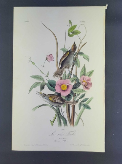 Audubon First Edition Octavo Print Plate No. 172 Sea-side Finch