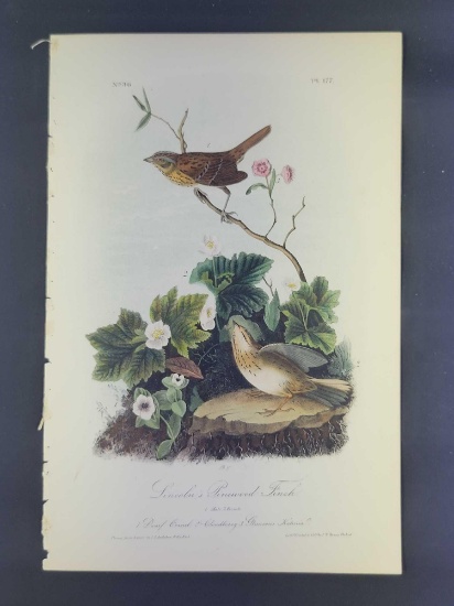 Audubon First Edition Octavo print Plate No. 177 Lincoln's Pinwood Finch