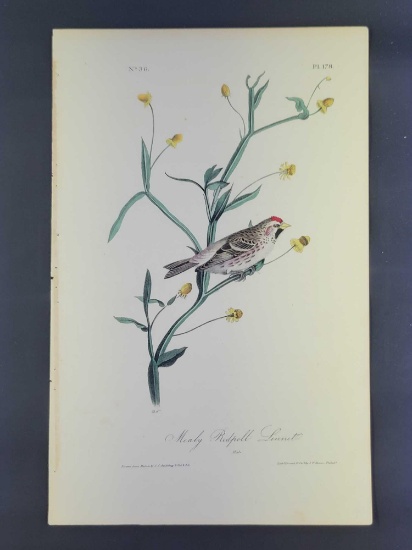 Audubon First Edition Octavo print Plate No. 178 Mealy Redpoll Linnet